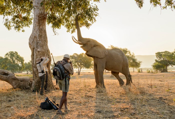 Botswana safari africa game elephants sites