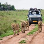 Safari safaris londolozi gettyimages ethical mauled eigen vanaf hotelscombined truly rf bela thrillist